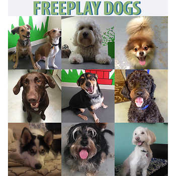 Freeplay Dogs
